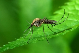 26.12.2017, Роспотребнадзор о комарах на Канарах