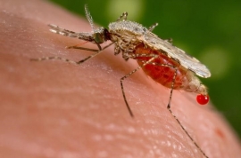 13.12.2016, Таиланд предупредил об опасности малярии