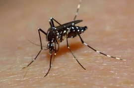19.12.2016, На Шри-Ланке вспышка лихорадки денге